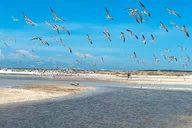 Marco Island Dolphin Sightseeing Tour 2 hr thumbnail 6