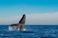 Honolulu Whale Watching Sailing Adventure thumbnail 1