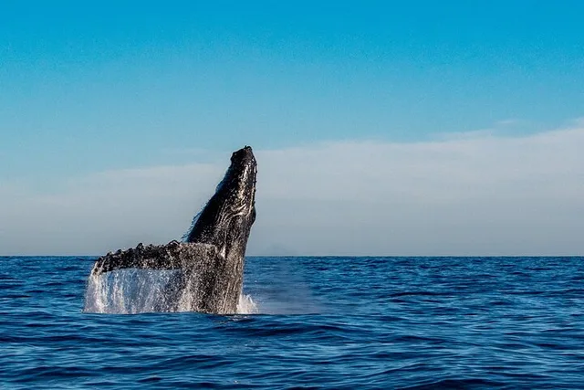 Honolulu Whale Watching Sailing Adventure - Image 1