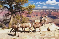 Las Vegas Grand Canyon South Rim Private Tour thumbnail 4