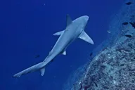 Ni'ihau Scenic Snorkel Tour thumbnail 4