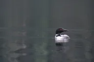 Kachemak Bay Wildlife Tour thumbnail 6