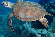 Key Largo Snorkeling Trip thumbnail 1