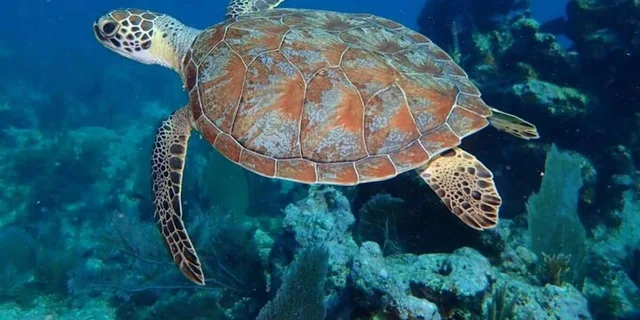 Key Largo Snorkeling Trip - Image 1