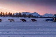 Knik Dog Sledding Tour thumbnail 1