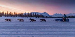Knik Dog Sledding Tour