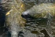 Naples Manatee and Dolphin Eco Boat Tour 3 hr thumbnail 4