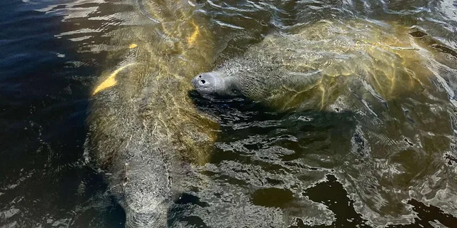 Naples Manatee and Dolphin Eco Boat Tour 3 hr - Image 4