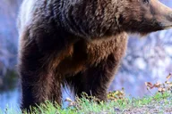 Jackson Yellowstone and Grand Teton Wildlife Tour 2 Days thumbnail 2