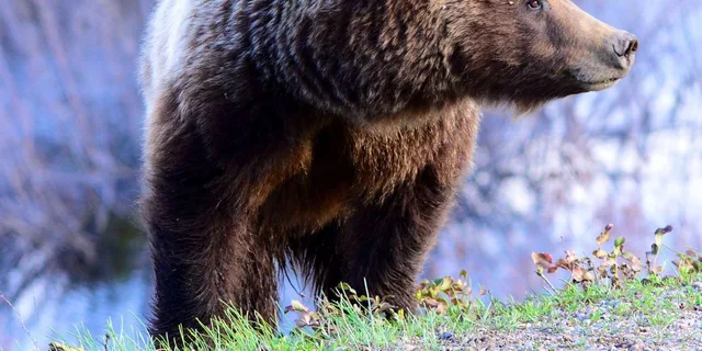 Jackson Yellowstone and Grand Teton Wildlife Tour 2 Days - Image 2