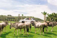 Kenansville Drive-Thru Safari and Gator Park thumbnail 3