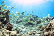 Maalaea Harbor Molokini Snorkeling Tour thumbnail 4