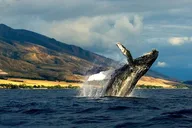 Kauai Whale and Dolphin Zodiac Boat Adventure thumbnail 2