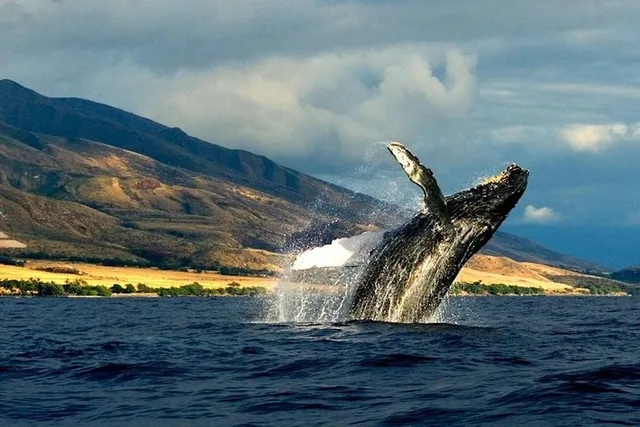 Kauai Whale and Dolphin Zodiac Boat Adventure - Image 2
