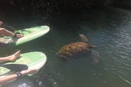 Haleiwa Stand Up Paddle Tour with Photos and Turtles thumbnail 4