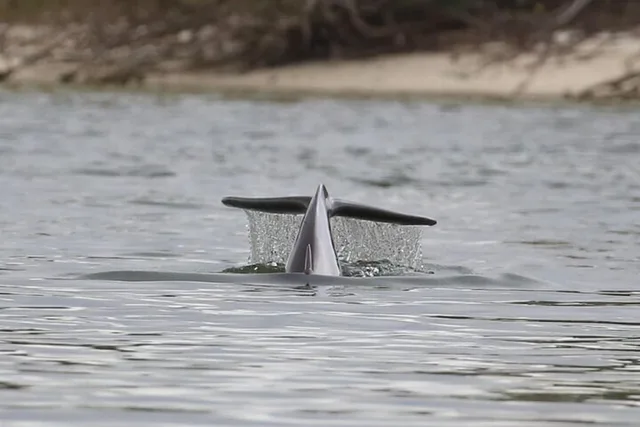 Edgewater Kayak Tour with Native Wildlife - Image 6