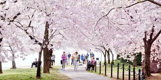 Washington DC Monuments Tour with Potomac Cruise