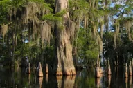 New Orleans Airboat Swamp Tour thumbnail 5