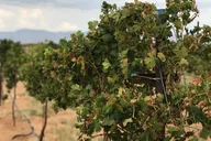 Kingman Wine and Distillery Tour thumbnail 4