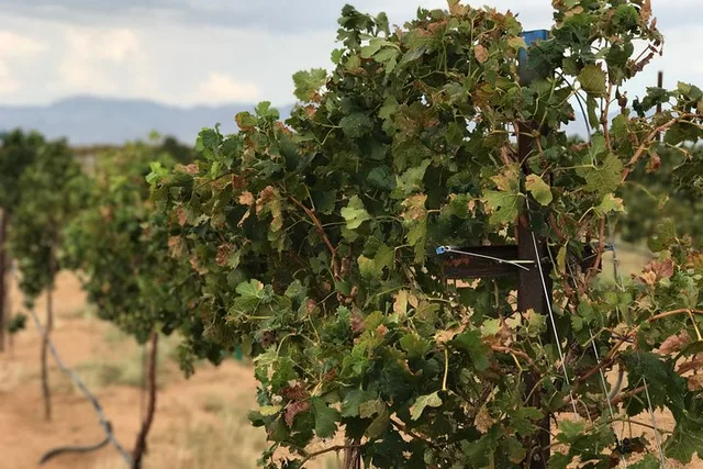 Kingman Wine and Distillery Tour - Image 4
