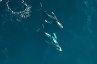 Waikiki Whale Watching Cruise 2 hr thumbnail 4