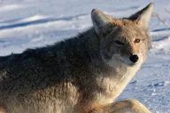Jackson Hole Wildlife Safari Tour thumbnail 4