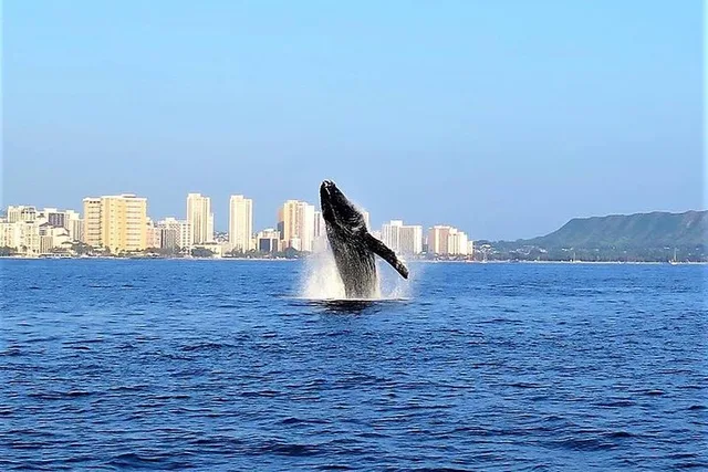 Waikiki Whale Watching Tour at Sunset - Image 2