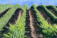 Temecula Wine Tour from Del Mar thumbnail 3