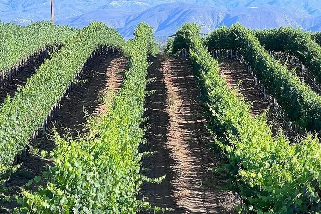 Temecula Wine Tour from Del Mar - Image 3