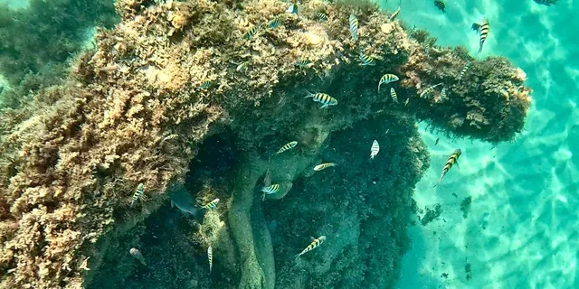 Fort Lauderdale Snorkel, Kayak & SUP Adventure - Image 4