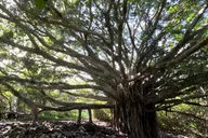 Maui Pipiwai Trail Open-Air Jeep Tour thumbnail 5
