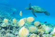 Maalaea Harbor Snorkeling and Sailing Tour thumbnail 6