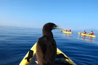 Maui Kayak Snorkel Experience thumbnail 5