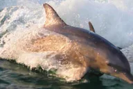 Panama City Dolphin Watching and Snorkeling Tour thumbnail 5