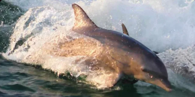 Panama City Dolphin Watching and Snorkeling Tour - Image 5