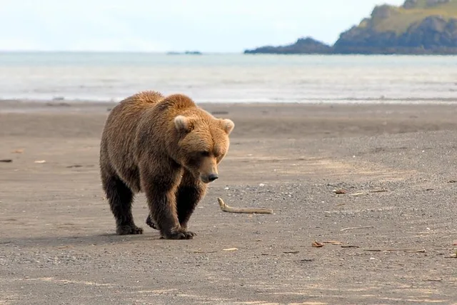 Homer Bear-Viewing Day Trip - Image 3