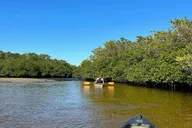 Marco Island Kayak Tour with Manatees and Mangroves thumbnail 3