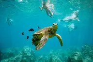 Maalaea Harbor Snorkeling and Sailing Tour thumbnail 2