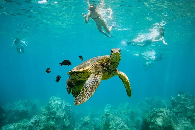 Maalaea Harbor Snorkeling and Sailing Tour - Image 2