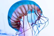 Gatlinburg Ripley's Aquarium & Combo Ticket thumbnail 5