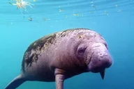 Crystal River Snorkel with Manatees and Airboat Adventure thumbnail 1