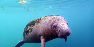 Crystal River Snorkel with Manatees and Airboat Adventure