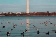 Washington, D.C. Monuments Night Tour thumbnail 4