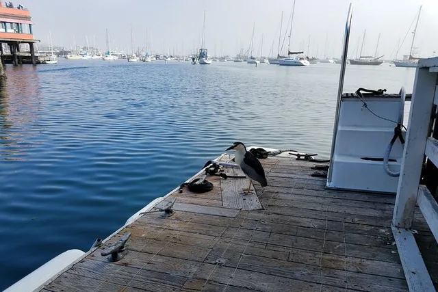 Monterey Bay Bird Watching Tour - Image 5
