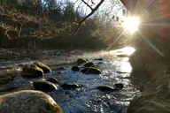Smoky Mountains Hiking Tour Creekside and Forest 3 hr thumbnail 3
