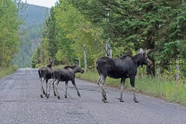 Jackson Grand Teton National Park Tour - Image 4