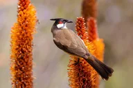 Irvine Birding Photography Tour Full Day thumbnail 5