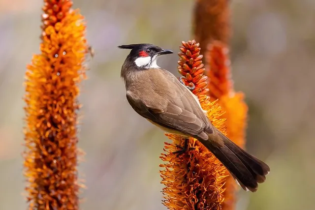 Irvine Birding Photography Tour Full Day - Image 5