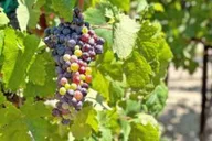 Los Angeles Wine Tour to Temecula thumbnail 6