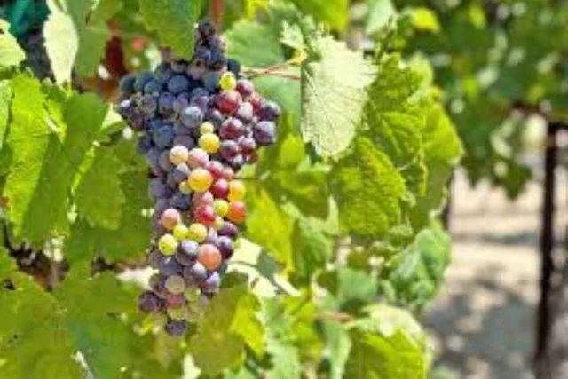 Los Angeles Wine Tour to Temecula - Image 6
